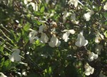 Salvia microphylla 'Iced Lemon'