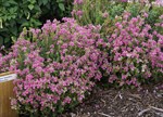 Nemesia 'Aromatica Rose Pink'