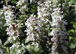 Ajuga reptans 'Alba'