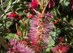 Callistemon 'Reeve's Pink'