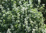 Nepeta x faassenii 'Snowflake'