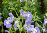 Salvia muirii