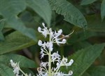 Plectranthus ecklonii 'White'