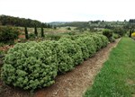 Pittosporum tenuifolium 'Little Squirt'