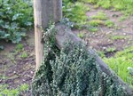 Euonymus fortunei 'Kewensis'