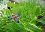 Tricyrtis formosana 'Variegated'