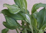 Hosta 'Undulata'