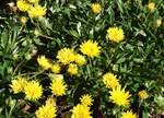 Gazania 'Double Yellow'