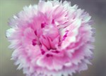 Dianthus 'Candy Floss'
