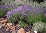 Lavandula angustifolia 'Swampy'