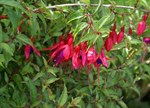 Fuchsia 'Florabelle'