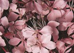 Gaura lindheimeri 'Ballerina Blush'