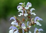 Salvia chamelaeagnea