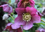 Helleborus x hybridus 'Duke of Burgundy'