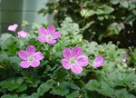 Erodium variabile 'Bishops Form'