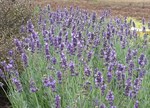 Lavandula angustifolia 'Hidcote'