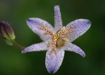 Tricyrtis formosana 'Small Wonder'