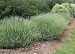 Lavandula x intermedia 'Blanche'