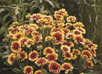 Gaillardia x grandiflora 'Goblin'