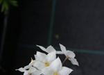 Solanum jasminoides