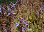 Plectranthus caninus