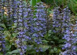 Ajuga reptans