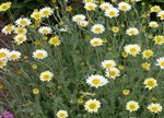 Anthemis 'Susanna Mitchell'