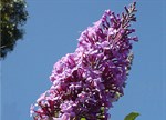 Buddleja davidii 'Joan'