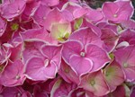 Hydrangea macrophylla 'Saturn'