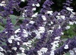 Salvia 'Meigan's Magic' TM