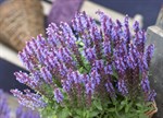 Salvia nemorosa 'Sky Blue'