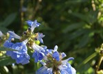 Salvia uliginosa