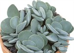 Crassula perfoliata minor