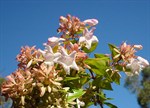 Abelia x grandiflora