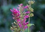 Salvia 'Pink Gruyere'