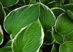 Hosta fortunei 'Francee'