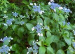 Hydrangea macrophylla 'Lacecap Blue'