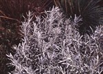 Helichrysum italicum serotinum 'Korma'