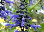 Salvia guaranitica 'Black and Blue'