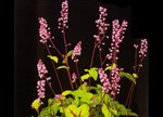 Heucherella 'Sunspot'