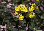 Lysimachia congestiflora 'Shooting Stars'