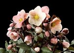 Helleborus x ballardiae HGC  'Pink Frost'