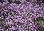 Lantana montevidensis 'Whistlepipe'