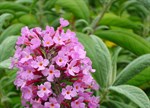 Buddleja davidii 'Pink Delight'