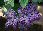 Heliotropium arborescens 'Royal Marine'