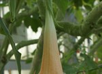 Brugmansia x candida