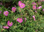 Cistus x purpureus 'Brilliancy'