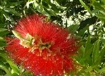 Callistemon x hybrida 'Mary MacKillopTM'