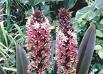 Eucomis comosa 'Oakhurst'