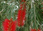 Callistemon viminalis 'Hannah Ray'